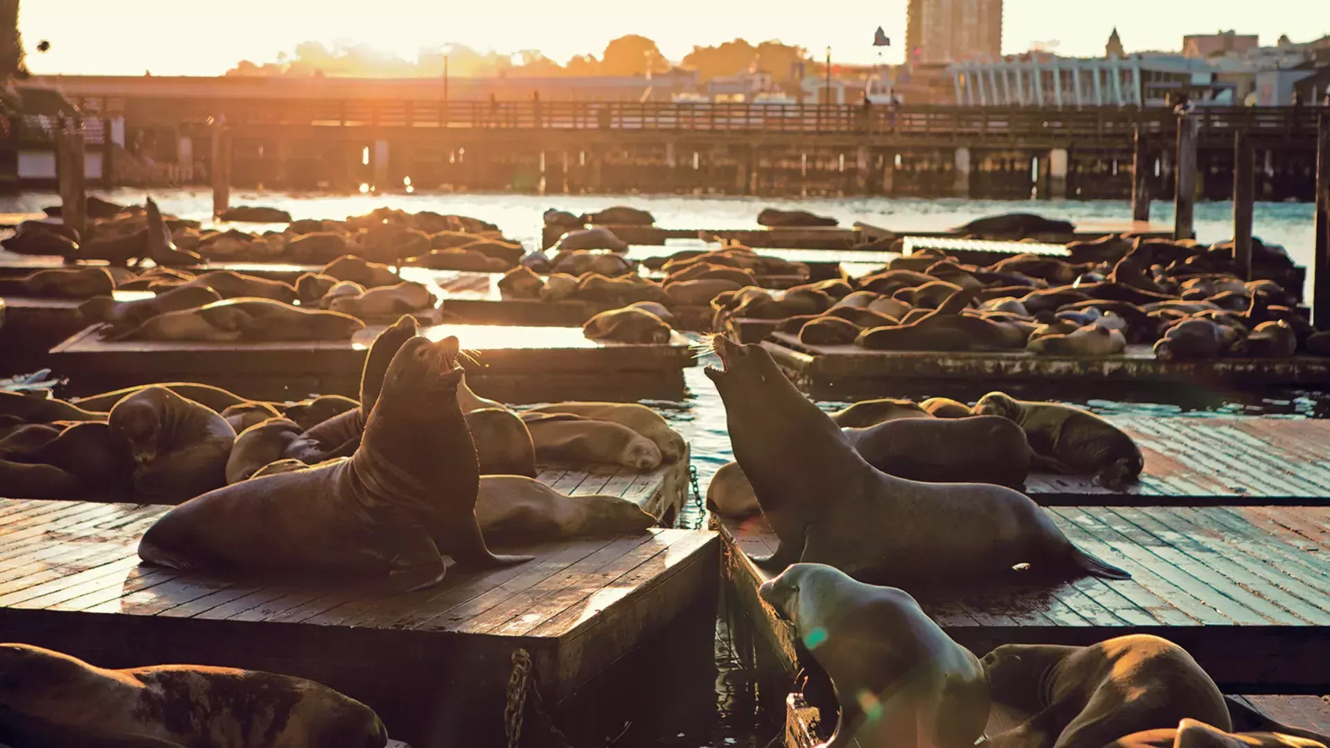 Leones marinos descansan en el muelle K del PIER 39 al atardecer