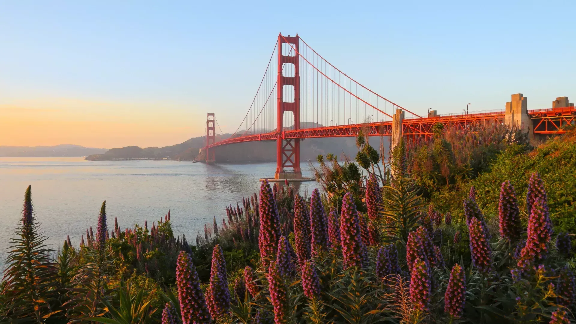 금문교(Golden Gate Bridge)는 전경에 큰 꽃이 있는 사진입니다.