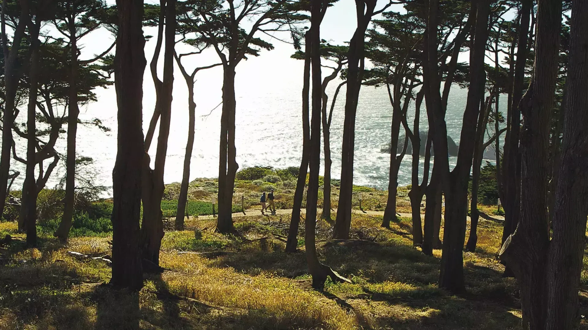 등산객들은 태평양을 배경으로 Lands End Trail의 숲이 우거진 구역을 따라 걸어갑니다.