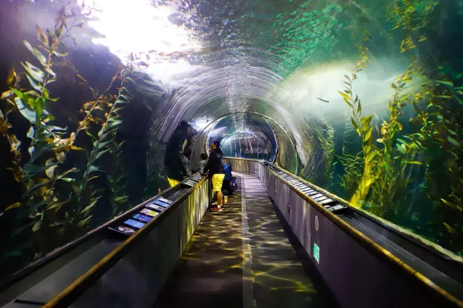 一个家庭在海湾水族馆的隧道里观看海洋生物。