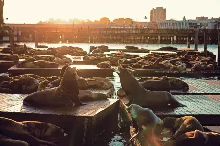 Sea Lions rest on 码头39's K Dock at Sunset