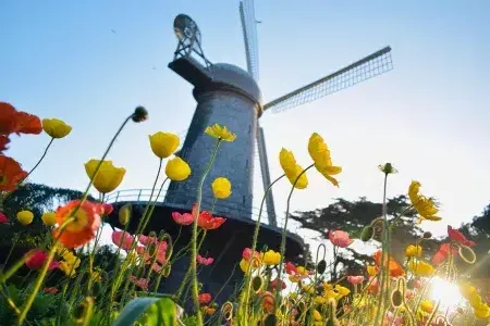 Los tulipanes florecen debajo de uno de los famosos molinos de viento del Golden Gate Park.