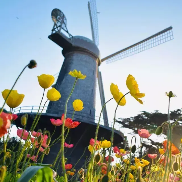 Los tulipanes florecen debajo de uno de los famosos molinos de viento del Golden Gate Park.